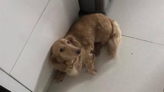 誤觸停車場警鈴　蔡淑臻將愛犬鎖車內