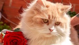 寵物滔客(圖片版權屬於滔客線上雜誌)