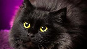 寵物滔客(圖片版權屬於滔客線上雜誌)