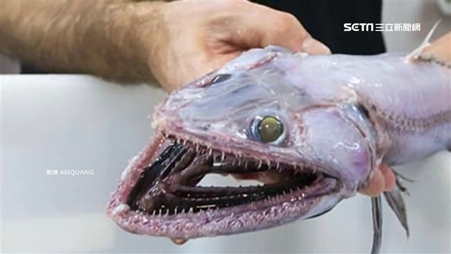 蜥蜴臉、鱔魚身　深海蜥魚澳洲現蹤