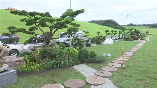 豬哥亮墓園種黑松、龍柏　喻永恆不朽