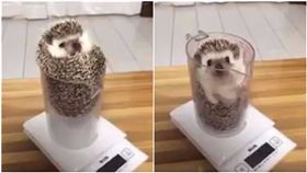 刺刺健檢快睡著　「刷」一聲滑落杯底
圖/翻攝自かわいい動物bot TWITTER