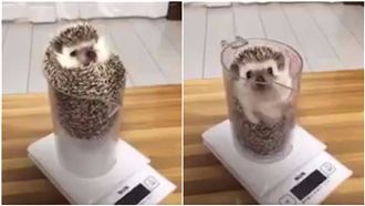 刺蝟量體重睡著　滑落杯底驚醒超呆萌