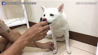幫毛孩輕鬆剪指甲？10步驟輕鬆搞定