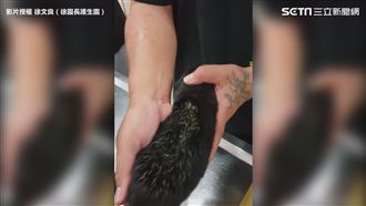 幼犬不及張開眼　遭人踩踏全身長蛆