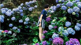 IG,instagram,繡球花,陽明山,官方帳號,美照,美景,照片,網友