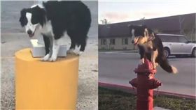 狗,汪星人,岩漿,熔岩,毛小孩　圖／翻攝自LADbible