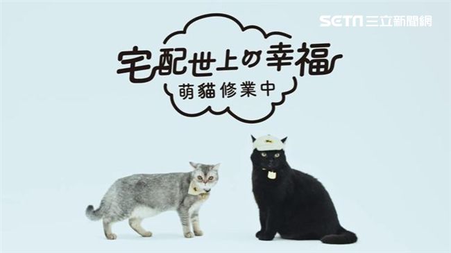 看過來！萌貓修業中　宅配世上的幸福