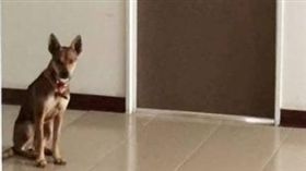 流浪犬,狗,屏東大學,追捕,追趕,墜樓（圖／翻攝自網路）
http://news.tw789.net/portal.php?mod=view&aid=399