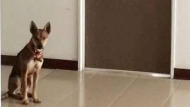 校園追捕流浪犬　3人追狗釀跳樓慘死