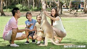 袋鼠,無尾熊,袋熊。（圖／昆士蘭州旅遊暨活動推廣局提供）