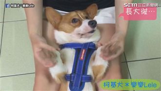 萌柯基厭世海帶拳太療癒　網友融化惹