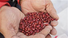 萬丹,紅豆,滯銷,進口,棄種,農會,張枝烈,農夫
（圖／翻攝自萬丹鄉農會臉書）