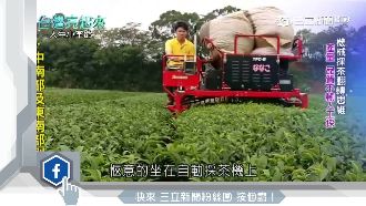 茶園小革命！他帶頭採茶機械化獲肯定