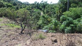 疑天氣太熱　台南老農果園旁猝死台南市大內區1名76歲的陳姓農民，21日清晨出門到芒果園工作後失聯，家屬尋找多時後在果園旁發現陳男仰躺在地，已經身體僵硬。警方初判可能中暑，但確實死因仍待調查。（翻攝畫面）／中央社