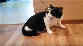 我是貓不是狗！喵星人被強迫散步　超無奈倒下任人拖（圖／翻攝自YouTube）