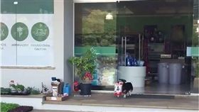 狗,毛小孩,寵物店,飼料,Pituco,巴西　圖／翻攝自臉書