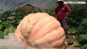 超級大南瓜(圖/布農族作家乜寇.索克魯曼提供)