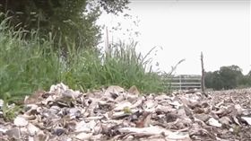 蛤蠣殼鋪路長蛆（圖／翻攝自CBS Boston YouTube）