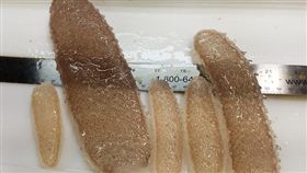 國際,鳞海鞘,軟體生物,生態,環境,海洋,氣候變遷,美國