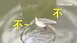 謝謝禮物！英國男水葬寵物魚秒被鴨吞