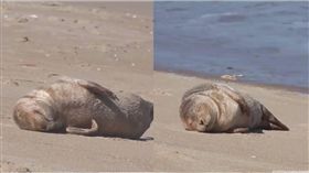 海獅,海狗,日光浴,曬太陽　圖／翻攝自UNILAD