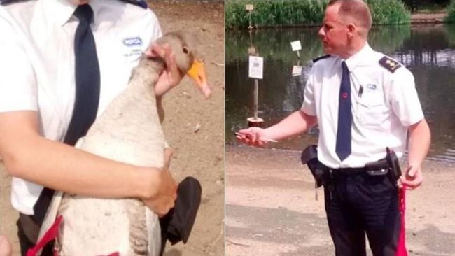 垃圾別亂丟！野鵝慘遭「丁字褲」纏住