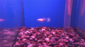 孔雀魚（圖／中央社）