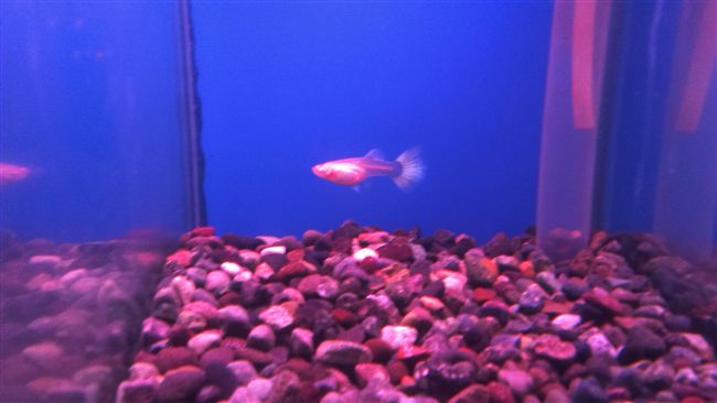 孔雀母魚生小魚　竟害公魚氣絕身亡