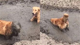 蠢萌黃金玩心大開　埋頭猛洗泥巴浴