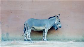 驢子(圖／美聯社／達志影像)