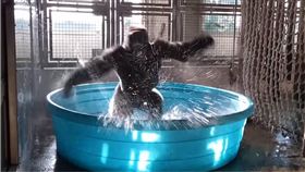 旋轉,黑猩猩,Zola,跳舞,達拉斯,動物園　圖／翻攝自YouTube