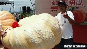 全國最重大南瓜在淡水　合影打卡好所在　