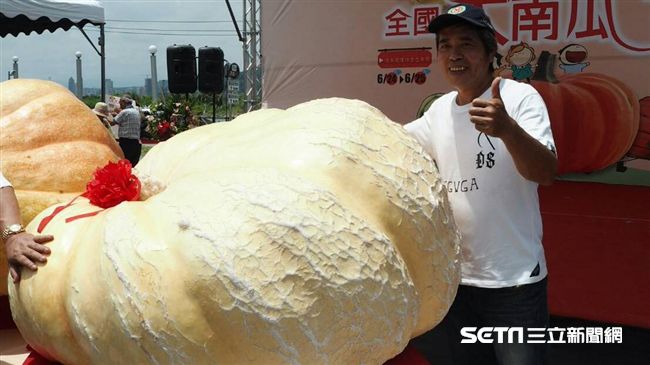 全國最重南瓜在淡水　合影打卡好所在