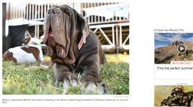 全球最醜狗狗出爐 皺臉流口水獒犬奪冠
圖／翻攝自《TODAY》
http://www.today.com/pets/meet-martha-winner-year-s-ugliest-dog-contest-t113102