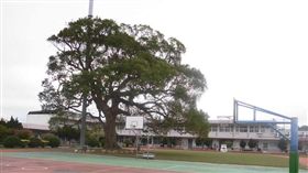 興隆國小／老樟樹／校樹／苗栗／自然教育／校園
圖／翻攝自
台灣老樹粉絲團 The taiwan giant trees club FB
https://www.facebook.com/media/set/?set=a.641238092601546.1073741835.144024042322956&type=3