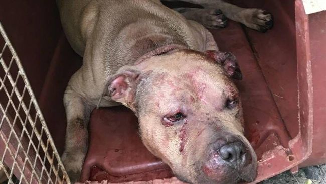 殘忍鬥狗場！尖銳物猛戳比特犬激野性