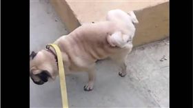 寵物,新奇,毛小孩,狗狗,巴戈,倒立,尿尿