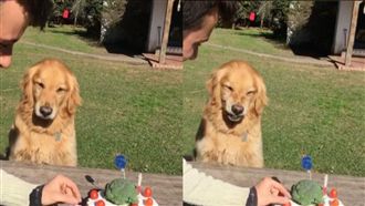 見主人伸手碰心愛蛋糕　黃金一秒變臉