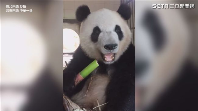 貓熊啃竹子　網：第一次這麼想吃竹子