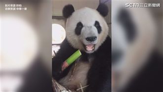 貓熊啃竹子　網：第一次這麼想吃竹子