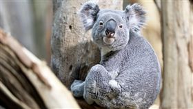 無尾熊_美聯社/達志影像