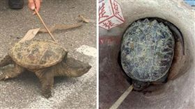 烏龜,大鱷龜,鱷魚龜,外來種,兇猛,攻擊性
（圖／翻攝自楚天都市報）