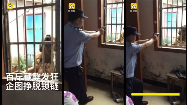 主人走了…藏獒紅眼狂吠　警一槍擊斃