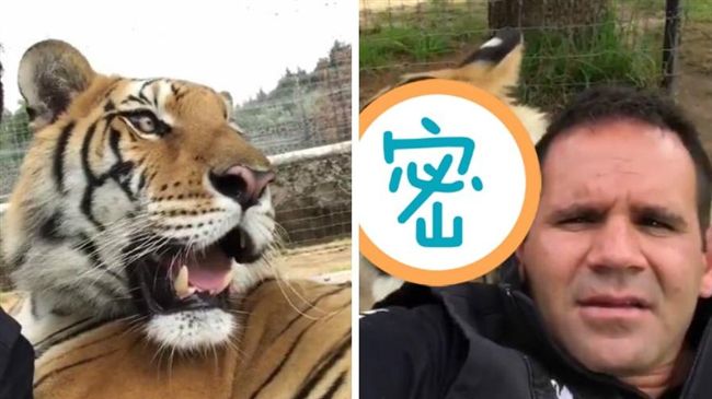 他和猛虎玩自拍　網友：是有人裝的吧