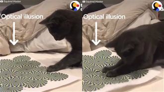 貓咪被錯視圖騙　一秒暴怒咬碎紙