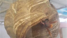 虎頭蜂_爆料公社https://www.facebook.com/photo.php?fbid=1291293400987202&set=pcb.1315320651933430&type=3&theater