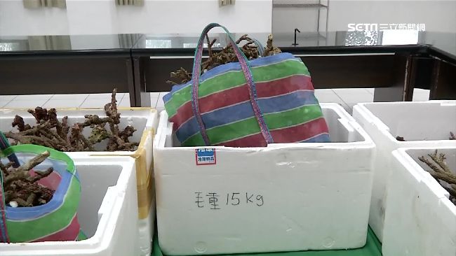 為布置水族箱　潛水客盜採3大箱珊瑚