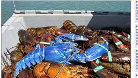 美國漁夫捕獲藍色龍蝦_每日郵報