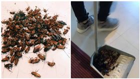 蟑螂（圖／翻攝自爆廢公社）